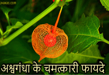 अश्वगंधा के चमत्कारी फायदे | Ashwagandha Benefits in Hindi ashwagandha benefits in hindi