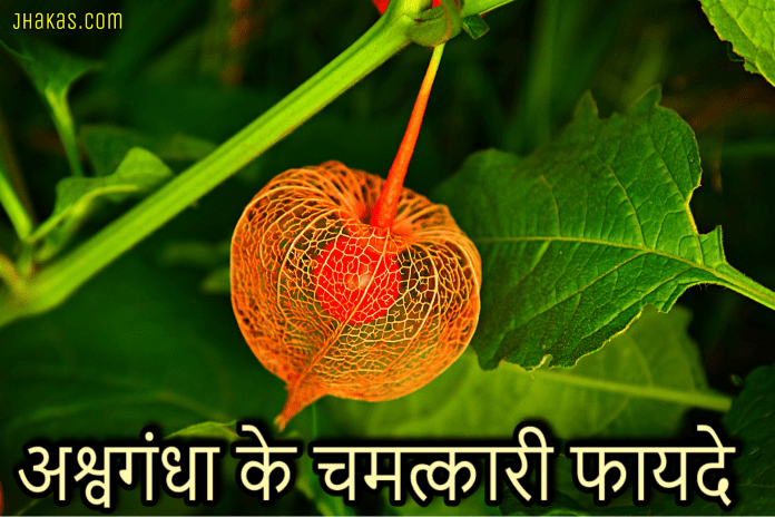 ashwagandha benefits in hindi