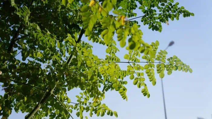 moringa leaves