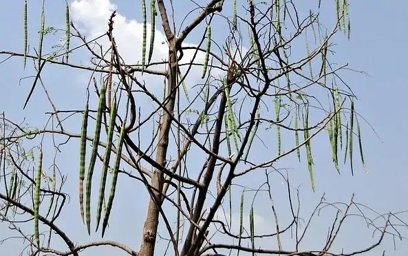 drumstick tree