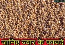 जानिए ज्वार के स्वास्थ्यवर्धक फायदे | Health Benefits of Jowar in Hindi jowar in hindi