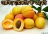 जानिए एप्रिकॉट के चौकाने वाले फायदे | Health Benefits of Apricot in Hindi apricot in hindi