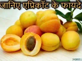 apricot in hindi