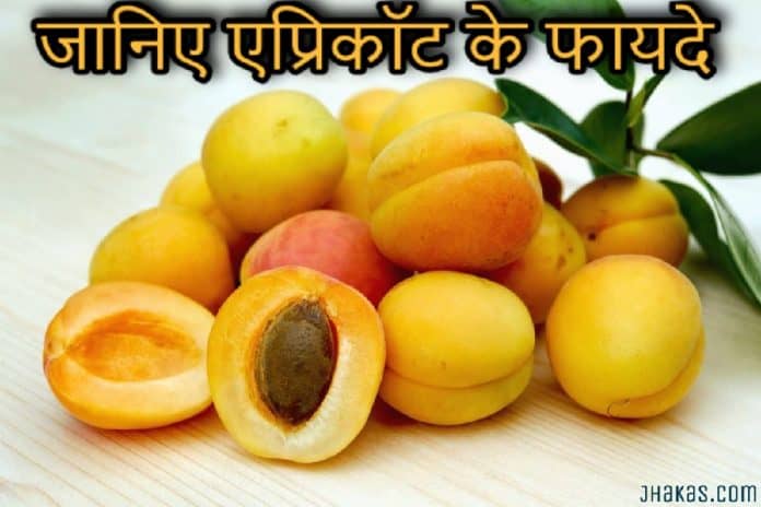 apricot in hindi