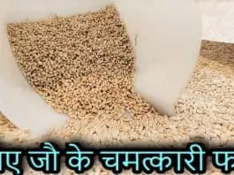 barley in hindi