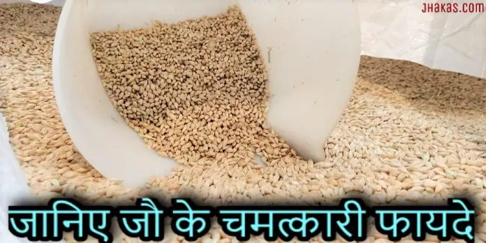 barley in hindi