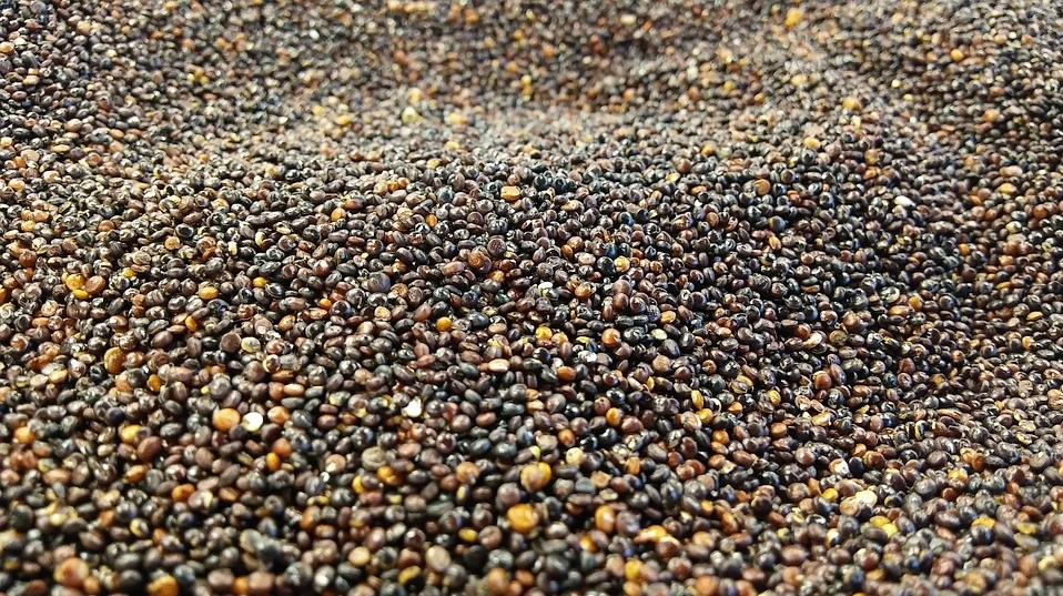 black quinoa in hindi