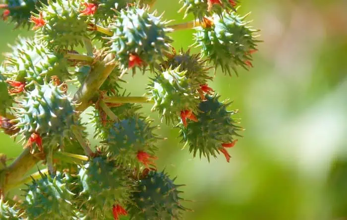 castor oil plant