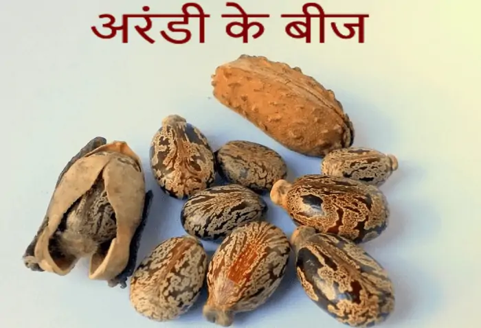 castor seeds