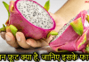 Dragon Fruit क्या है? जानिए ड्रैगन फ्रूट के लाजवाब फायदे dragon fruit in hindi