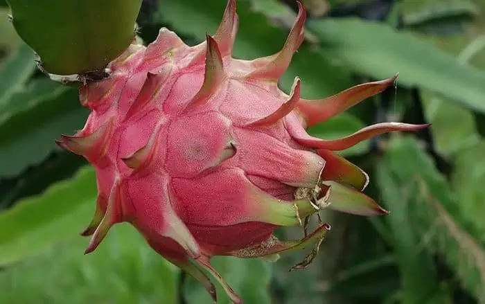 dragon fruit tree