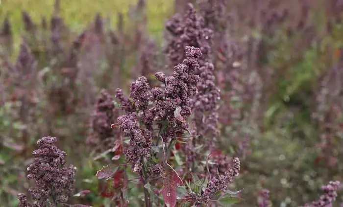 quinoa plant