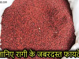 ragi in hindi