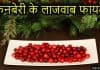 Cranberry क्या है? जानिए क्रैनबेरी के लाजवाब फायदे cranberry in hindi image