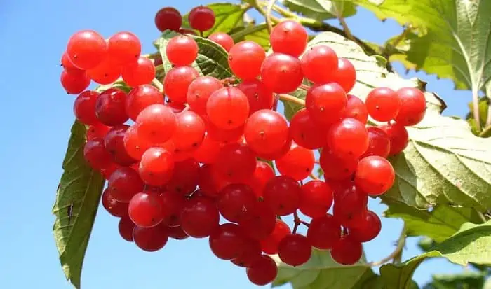 cranberry plant