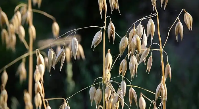 oats field