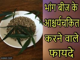 hemp seeds in hindi