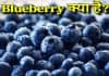 Blueberry क्या है? जानिए इसको खाने के फायदे और नुकसान blueberry in hindi