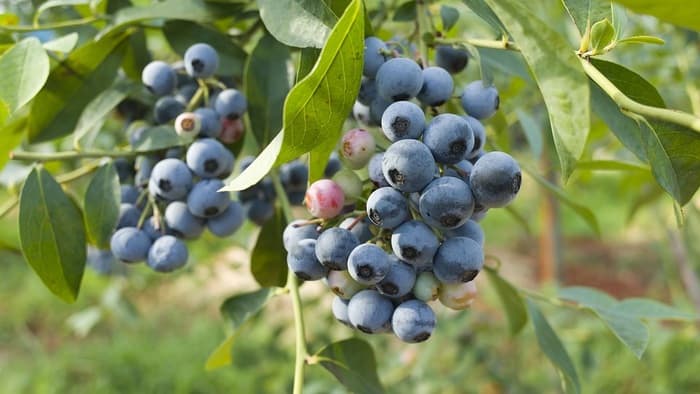 blueberry plant in hindi