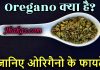 Oregano क्या है? जानिए इसके फायदे और नुकसान – Information of Oregano in hindi oregano in hindi