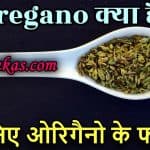oregano in hindi