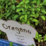 oregano plant in hindi