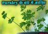 Parsley क्या है? जानिए इसके फायदे और नुकसान parsley in hindi
