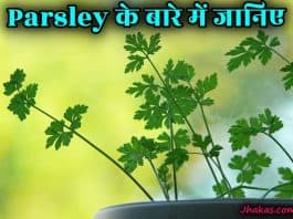 parsley in hindi