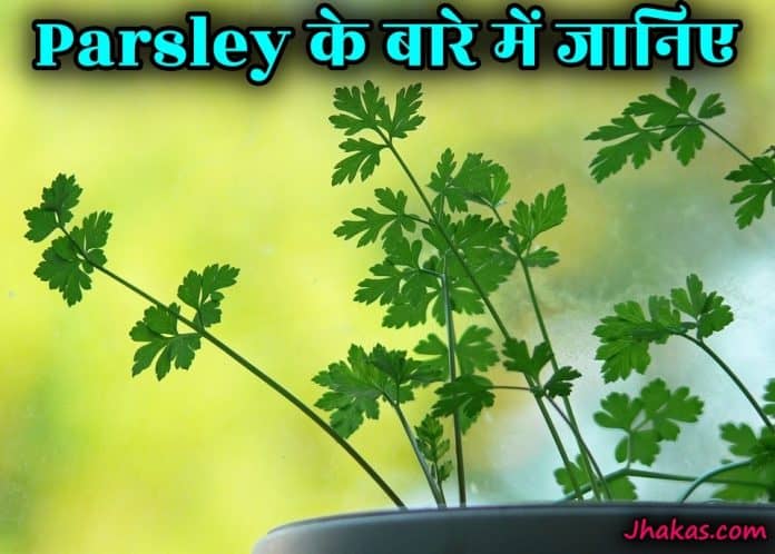 parsley in hindi