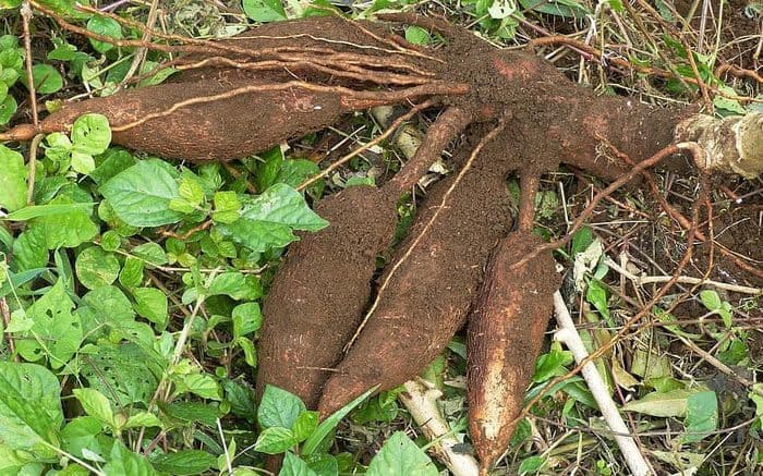 tapioca tree in hindi