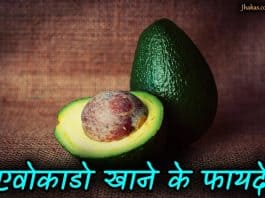 avocado in hindi