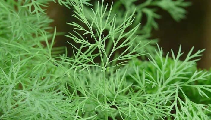 dill leaf benefits in hindi