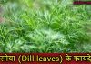 सोया के हैरान करने वाले फायदे | Benefits of Dill leaves in Hindi dill leaves in hindi