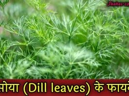 dill leaves in hindi