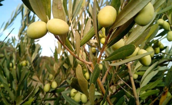 olive oil plant in hindi