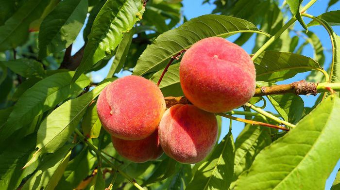 peach fruit tree in hindi