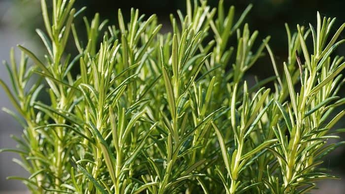 rosemary benefits in hindi