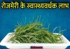 Rosemary क्या है? पढ़िए इसके फायदे और नुकसान rosemary in hindi