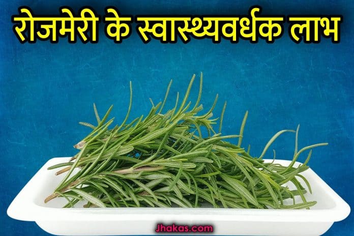 Rosemary In Hindi Name