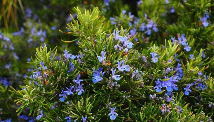 rosemary