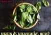पालक के फायदे जानकर चौंक जाएंगे आप | Benefits of Spinach in Hindi spinach in hindi