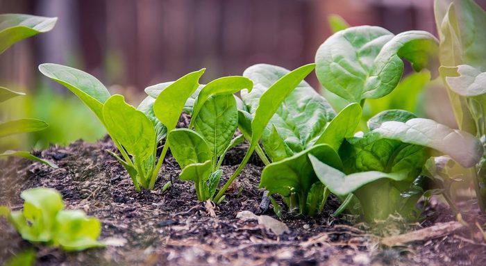 spinach plant in hindi