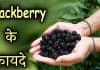 Blackberry कौनसा फल है? पढ़िए ब्लैकबेरी खाने के लाभ और हानि blackberry in hindi