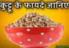 कुट्टू क्या होता है? कुट्टू के फायदे जानकर दंग रह जाएंगे आप