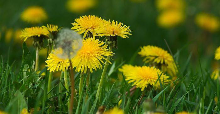 dandelion