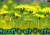 सिंहपर्णी क्या है? जानिए इसके फायदे और नुकसान dandelion in hindi