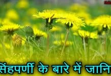 सिंहपर्णी क्या है? जानिए इसके फायदे और नुकसान dandelion in hindi