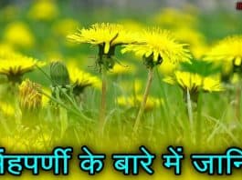 dandelion in hindi