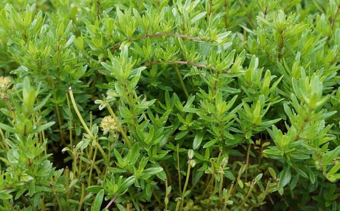 thyme benefits in hindi