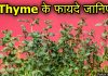 Thyme क्या है? पढ़िए इसके फायदे और नुकसान thyme in hindi